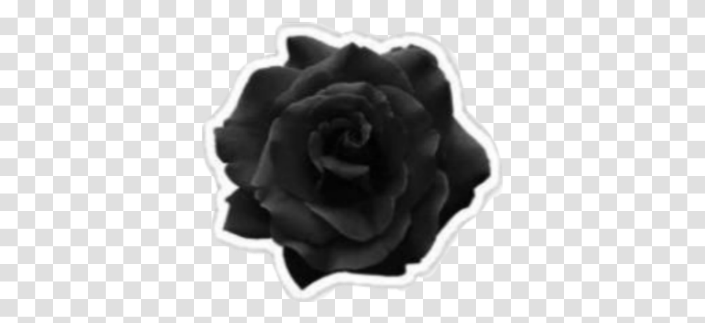 Black Rose Aesthetic, Flower, Plant, Blossom, Petal Transparent Png