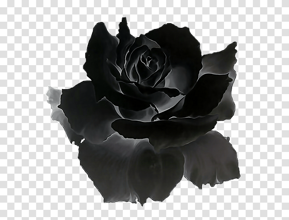 Black Rose Black Rose Gif, Plant, Flower, Blossom Transparent Png