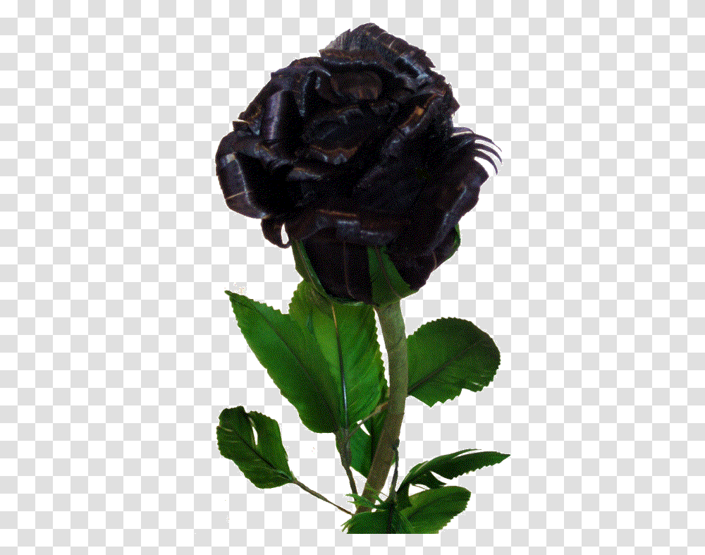 Black Rose Budding Zpsc6f2fb6d - Imgbbcom Real Rose Flower Black Colour, Plant, Blossom, Leaf, Helmet Transparent Png