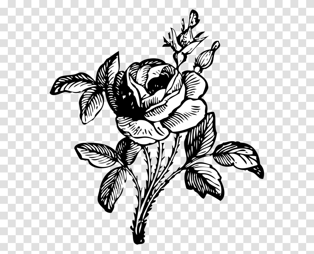 Black Rose Drawing Art Black And White, Floral Design, Pattern, Person Transparent Png
