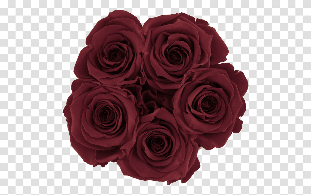 Black Rose, Flower, Plant, Blossom Transparent Png