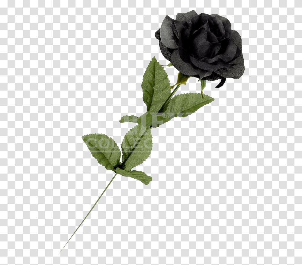 Black Rose Flowers Single, Plant, Blossom, Leaf Transparent Png