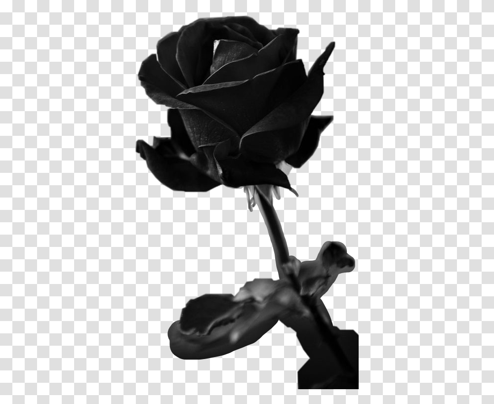 Black Rose Freetoedit Rose Alive Black And White, Flower, Plant, Blossom Transparent Png