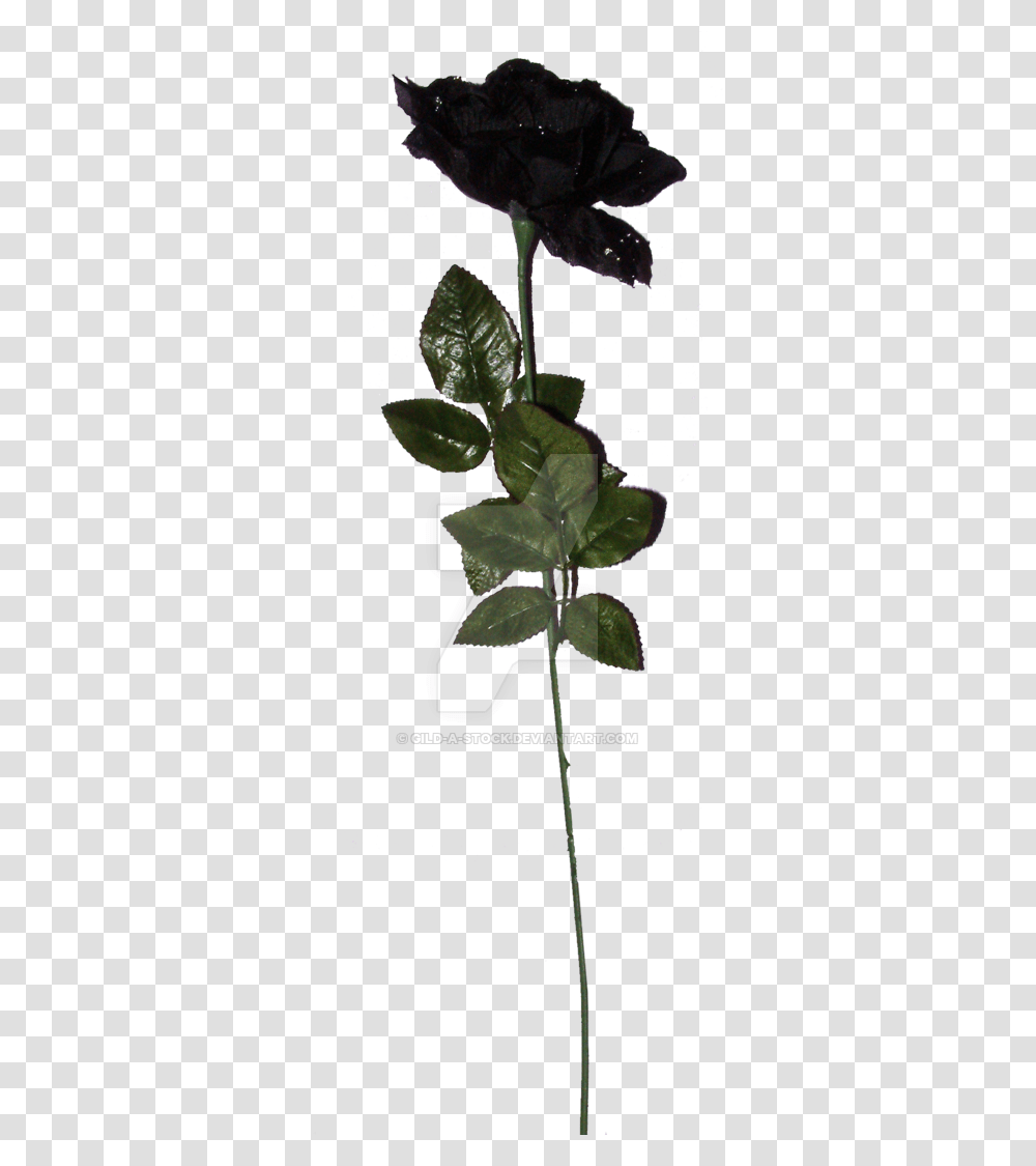 Black Rose Hd, Leaf, Plant, Flower, Blossom Transparent Png