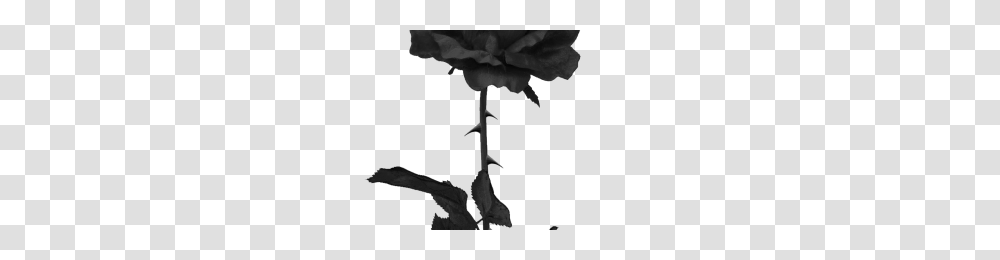 Black Rose Image, Plant, Flower, Blossom, Acanthaceae Transparent Png