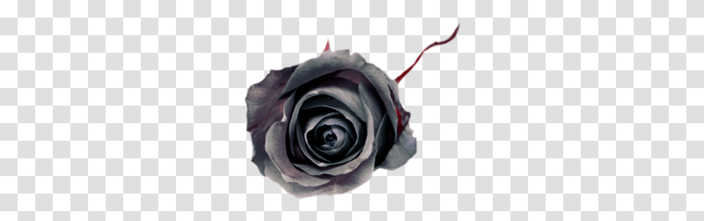 Black Rose Noir Fleur Gothic Gothique Lovely, Flower, Plant, Blossom, Petal Transparent Png