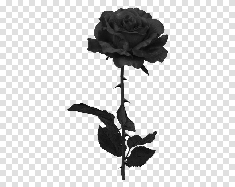 Black Rose, Plant, Acanthaceae, Flower, Blossom Transparent Png