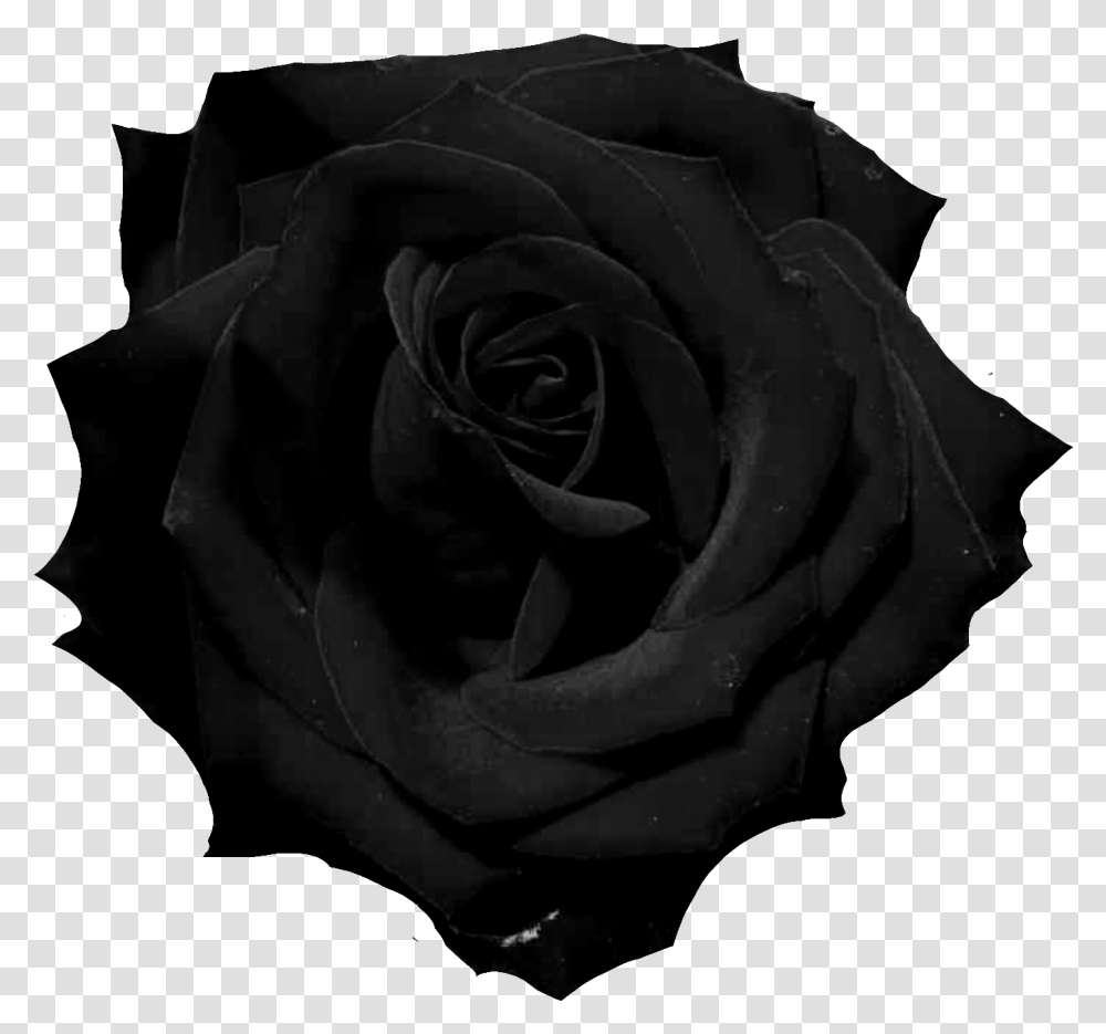 Black Rose Rose Photography Black And White, Flower, Plant, Blossom, Petal Transparent Png