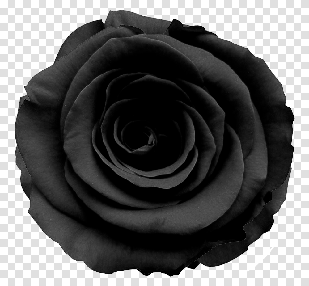 Black Roses Black Rose, Flower, Plant, Blossom Transparent Png