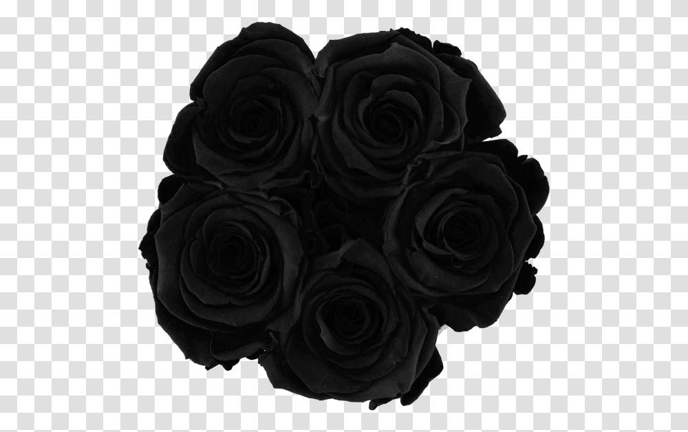 Black Roses Black Roses, Flower, Plant, Blossom, Flower Bouquet Transparent Png