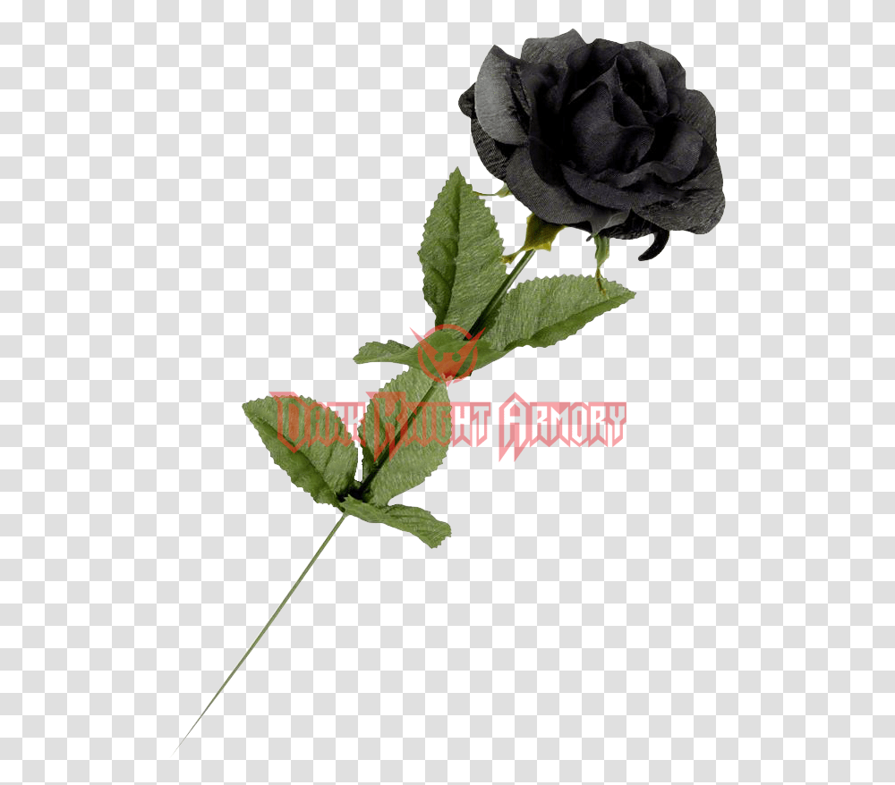 Black Roses Download, Flower, Plant, Blossom, Petal Transparent Png
