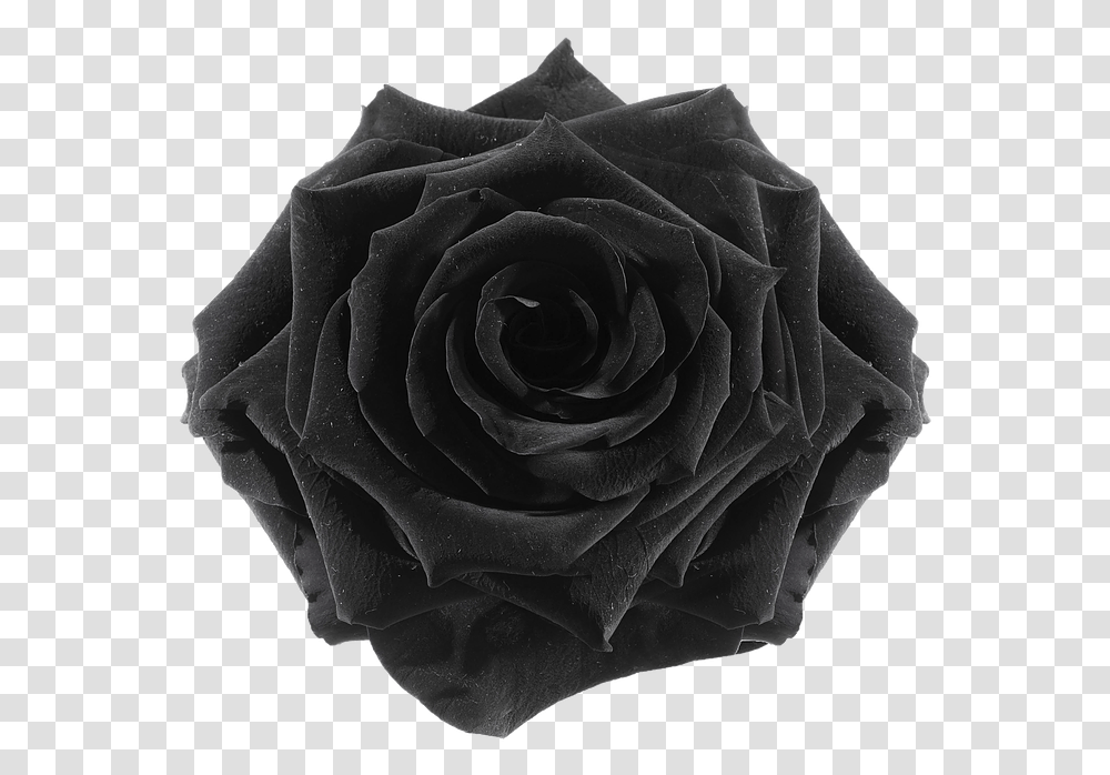 Black Roses, Flower, Plant, Blossom Transparent Png