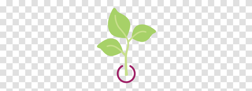 Black Seeded Elite Lettuce Banner Greenhouses, Leaf, Plant, Sprout, Food Transparent Png