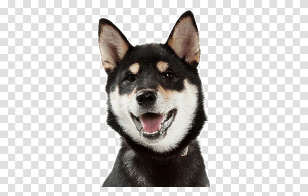 Black Shiba Inu Husky Mix, Dog, Pet, Canine, Animal Transparent Png