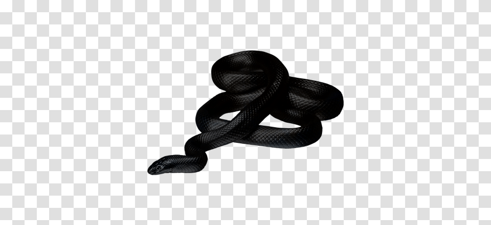 Black Snake, Accessories, Accessory, Belt, Shoe Transparent Png
