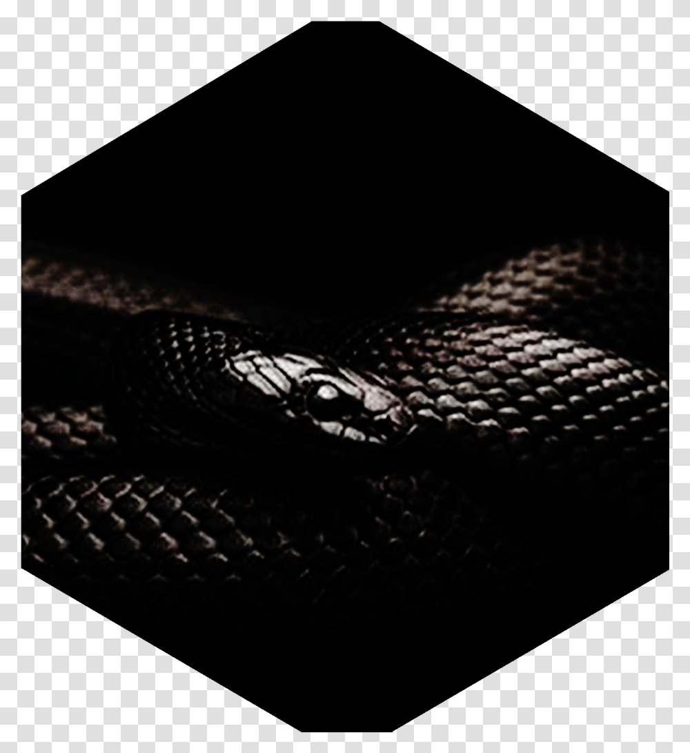 Black Snake Cover, Reptile, Animal, Computer Keyboard, Computer Hardware Transparent Png