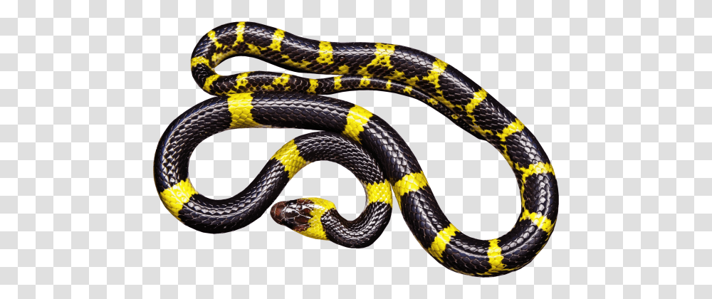 Black Snake Photos, Reptile, Animal, King Snake Transparent Png