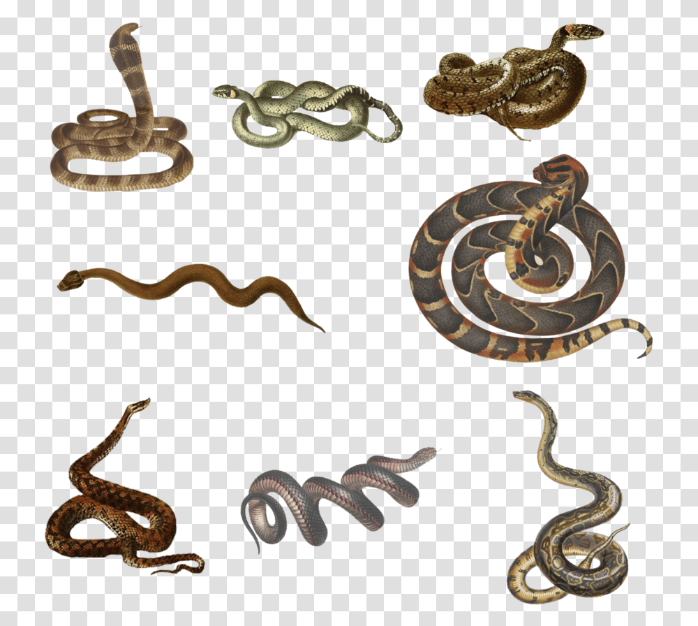 Black Snake Pseudechis Porphyriacus Black Snake Pseudechis Porphyriacus, Reptile, Animal, Rattlesnake, Anaconda Transparent Png