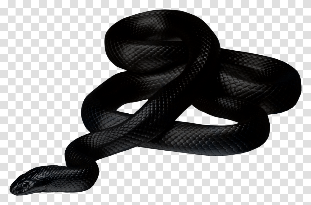 Black Snake, Reptile, Animal, King Snake Transparent Png