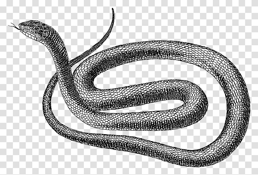 Black Snake Snake Black And White, Reptile, Animal, Outdoors Transparent Png