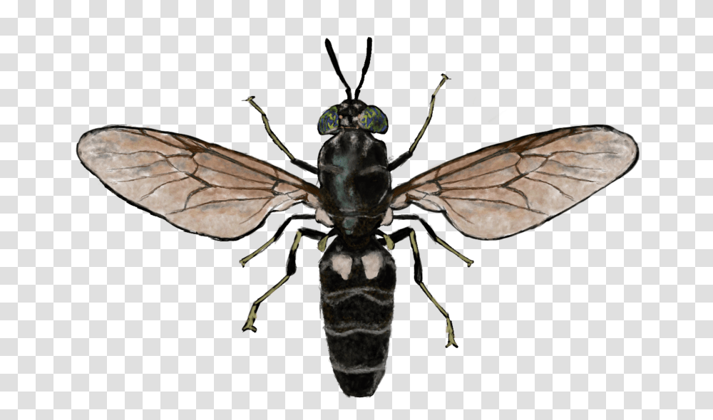 Black Soldier Fly, Insect, Invertebrate, Animal, Wasp Transparent Png