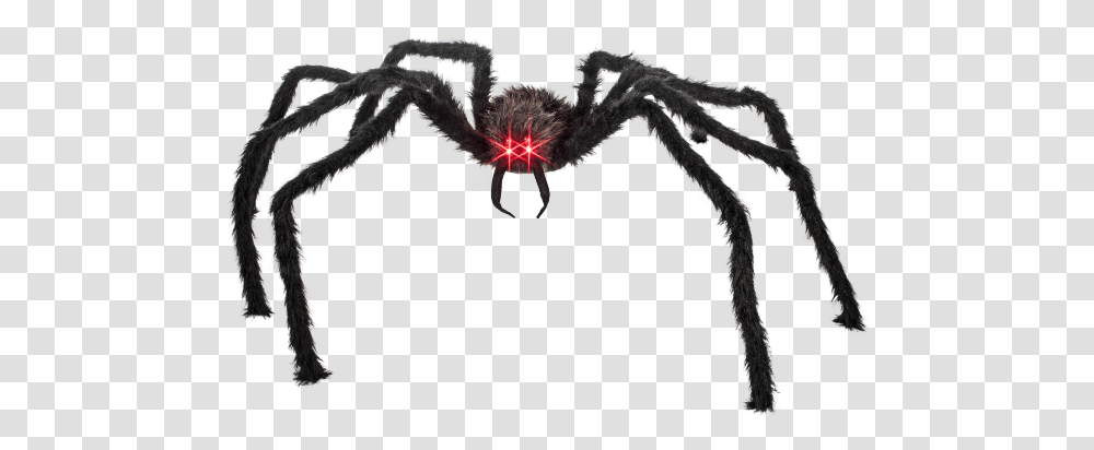 Black Spider Red Eyes, Animal, Invertebrate, Insect, Arachnid Transparent Png