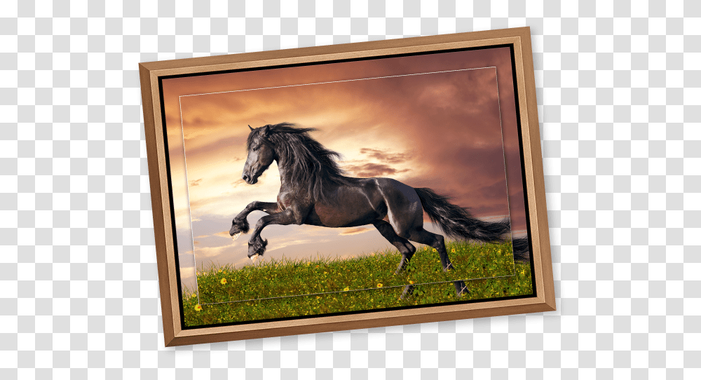 Black Stallion In A Meadow At Sunset Printed On Metal Pferde Bilder Friesen, Horse, Mammal, Animal, Colt Horse Transparent Png
