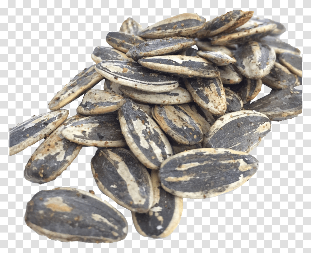 Black Sunflower Seeds Free Sunflower Seed Transparent Png