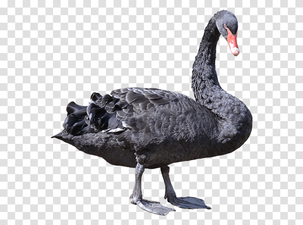 Black Swan 4 Image Black Swan Bird, Waterfowl, Animal, Beak Transparent Png