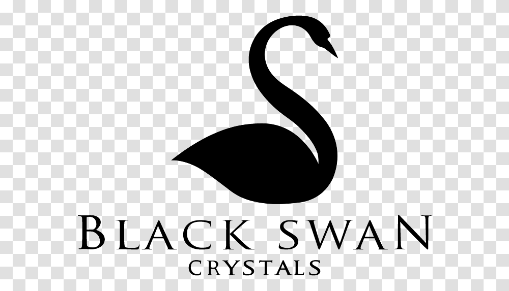 Black Swan, Bird, Animal Transparent Png