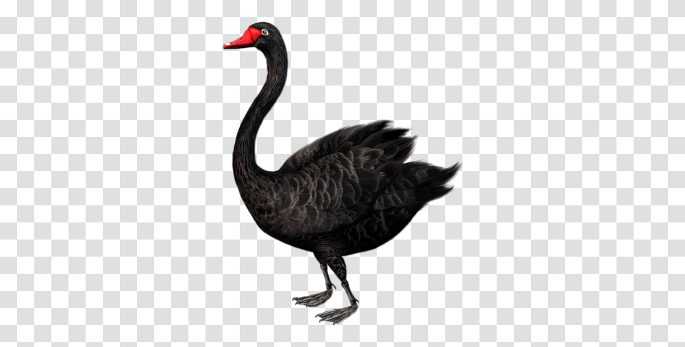 Black Swan Black Swan Bird Standing, Animal, Waterfowl, Beak Transparent Png