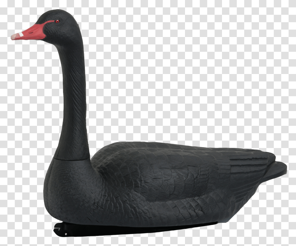 Black Swan, Waterfowl, Bird, Animal, Anseriformes Transparent Png