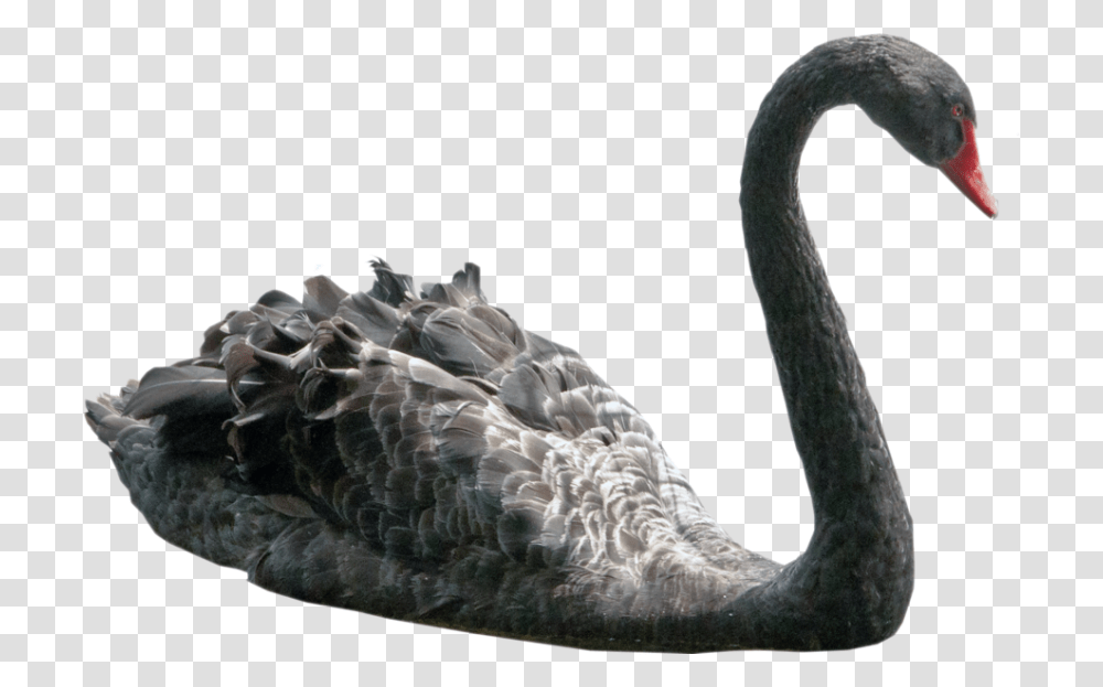 Black Swan, Waterfowl, Bird, Animal, Beak Transparent Png