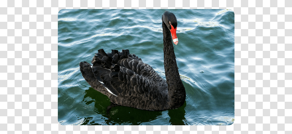 Black Swan, Waterfowl, Bird, Animal, Beak Transparent Png