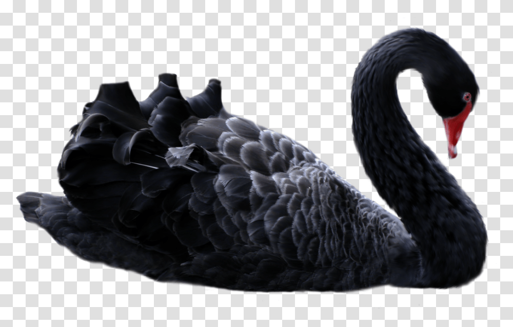 Black Swan, Waterfowl, Bird, Animal Transparent Png