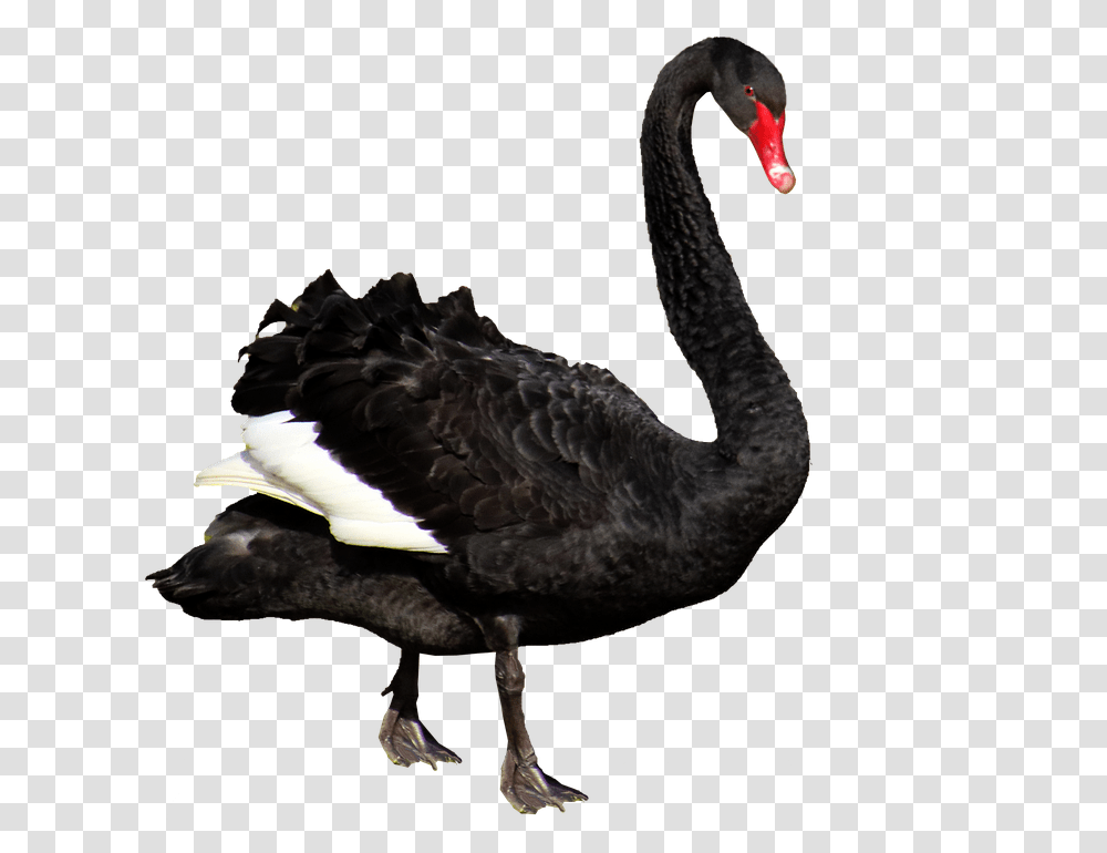 Black Swan, Waterfowl, Bird, Animal Transparent Png