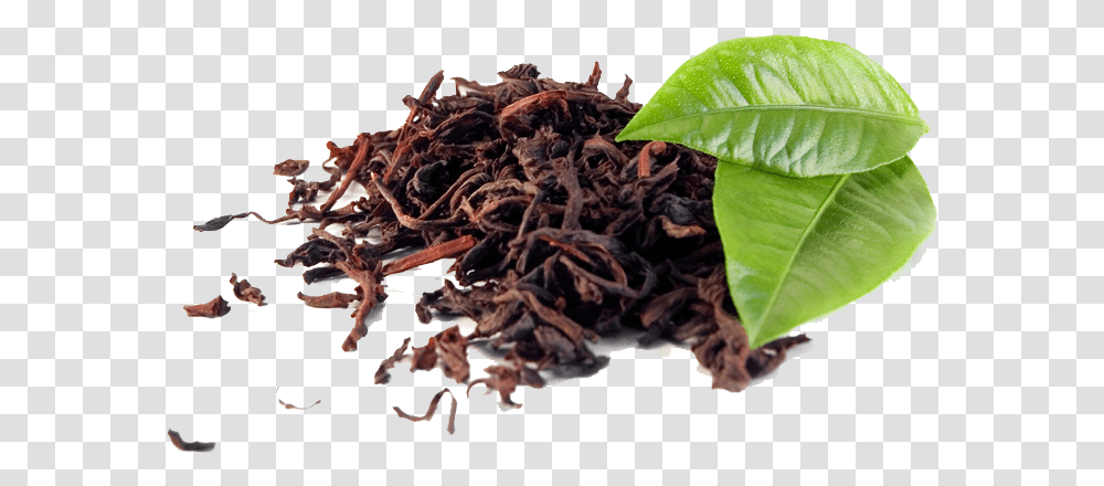 Black Tea Background Tannins In Tea Leaves, Plant, Beverage, Drink, Fungus Transparent Png