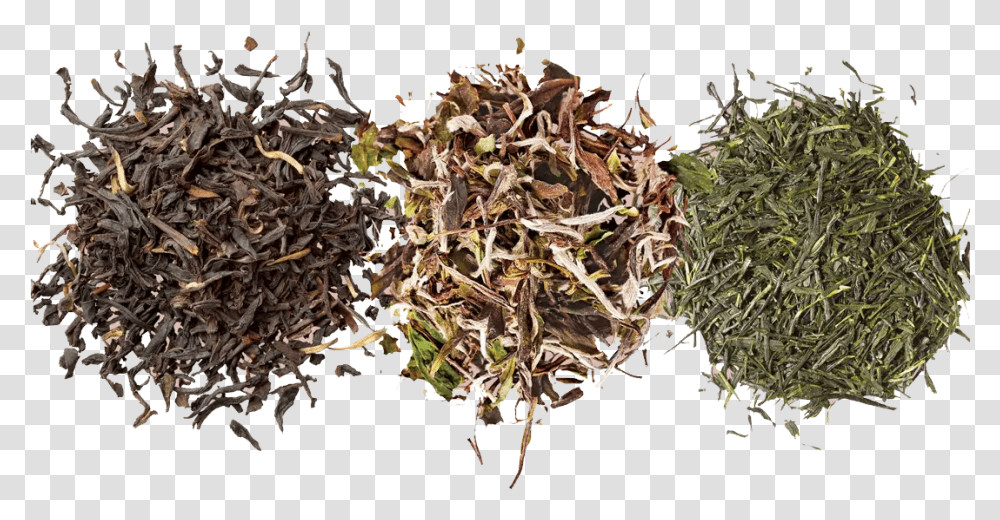 Black Tea, Plant, Moss, Soil, Leaf Transparent Png