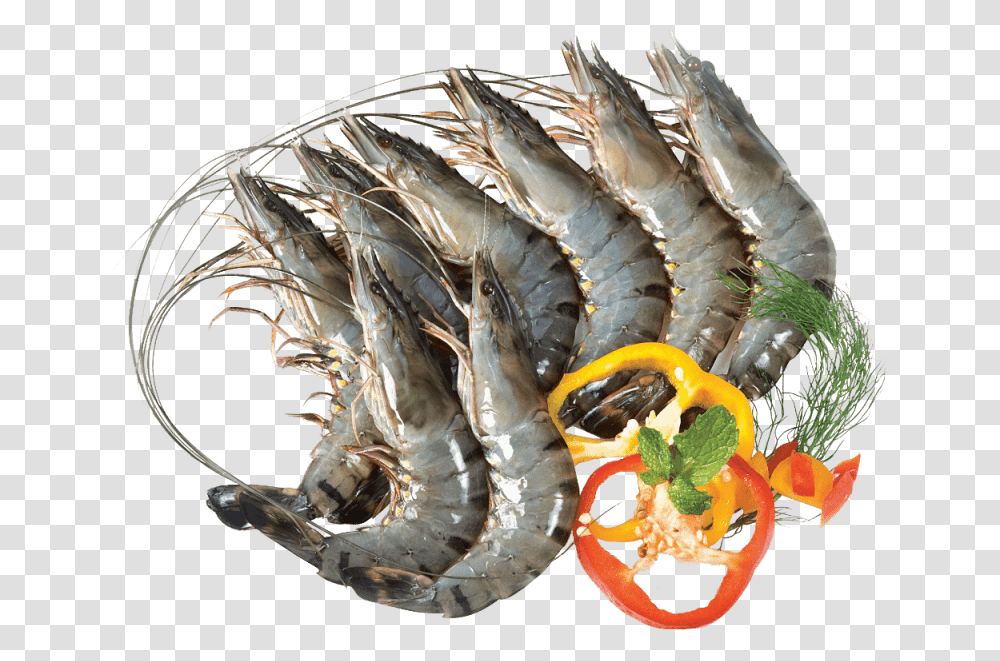 Black Tiger Shrimp, Seafood, Sea Life, Animal, Fish Transparent Png