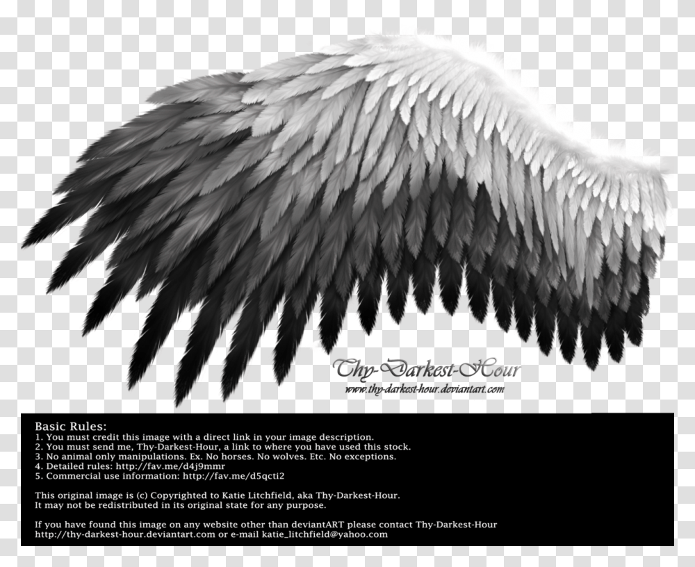Black To White Wings Download White And Black Wings, Bird, Animal, Eagle Transparent Png