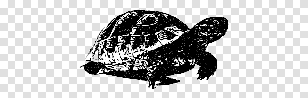 Black Tortoise Feng Shui Black Tortoise, Animal, Wildlife, Amphibian, Toad Transparent Png