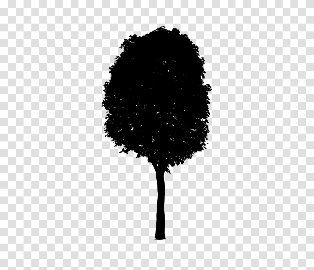 Black Tree, Hair, Silhouette, Bird, Animal Transparent Png