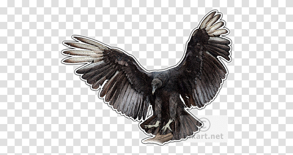 Black Vulture Decal Black Vulture Line Drawing, Bird, Animal, Condor, Eagle Transparent Png