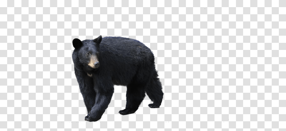 Black Walking Bear Image, Wildlife, Mammal, Animal, Black Bear Transparent Png