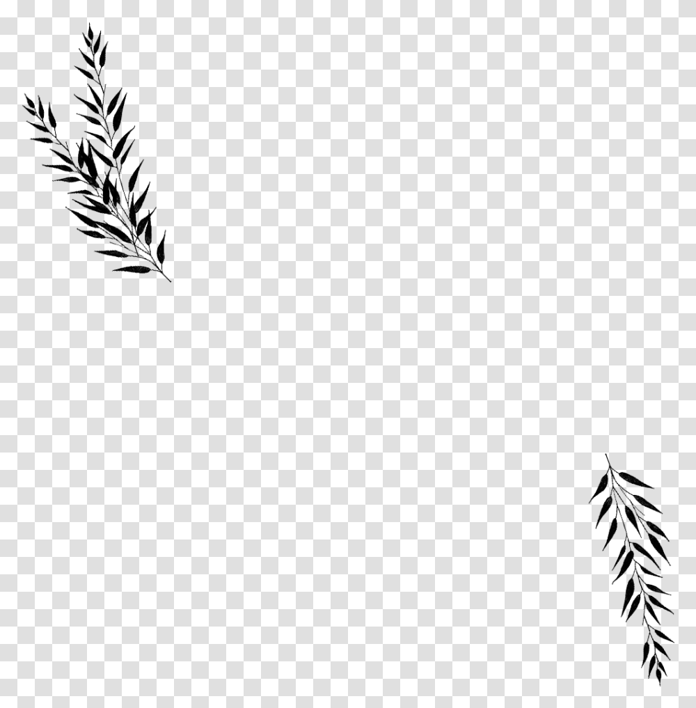Black Wedding Leaves, Grass, Plant, Nature, Outdoors Transparent Png