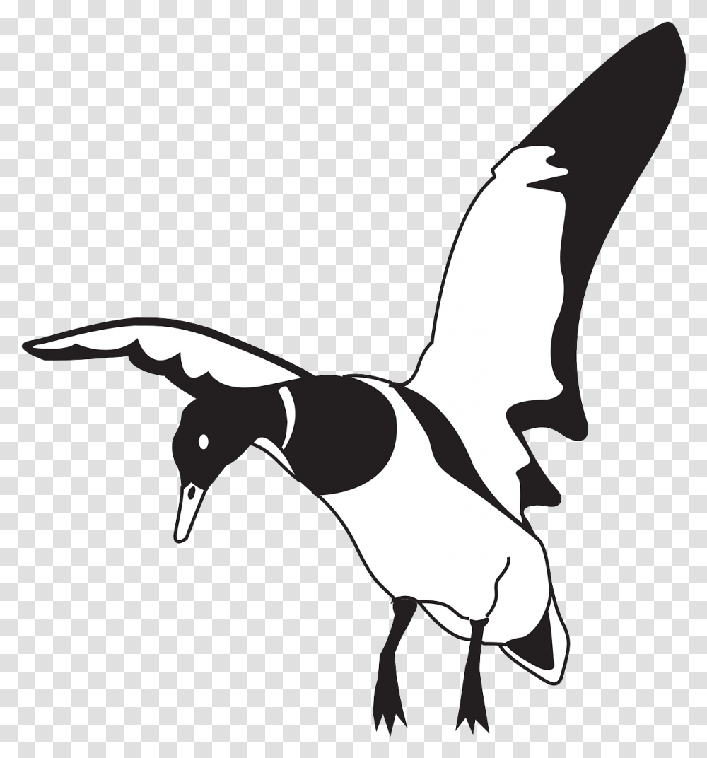 Black White Bird Duck Wings Image Clipart Full Size Clip Art Duck Landing, Animal, Flying, Magpie Transparent Png