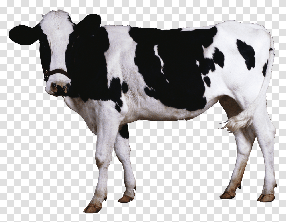 Black White Cow Cow, Cattle, Mammal, Animal Transparent Png