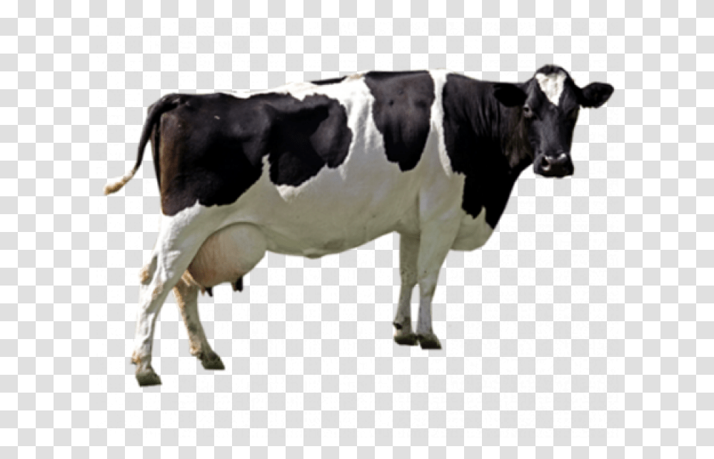 Black White Cow Image Cow, Cattle, Mammal, Animal Transparent Png
