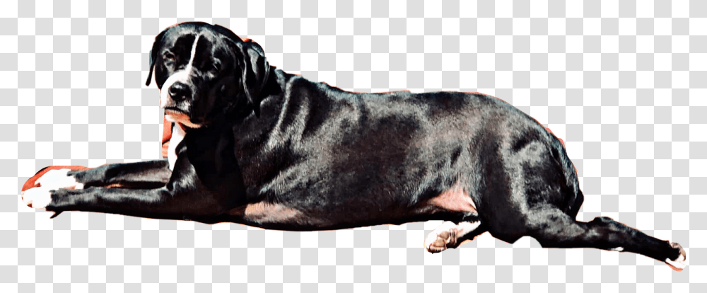 Black White Dog Puppy Petsandanimals Layingdown, Canine, Mammal, Bull, Labrador Retriever Transparent Png