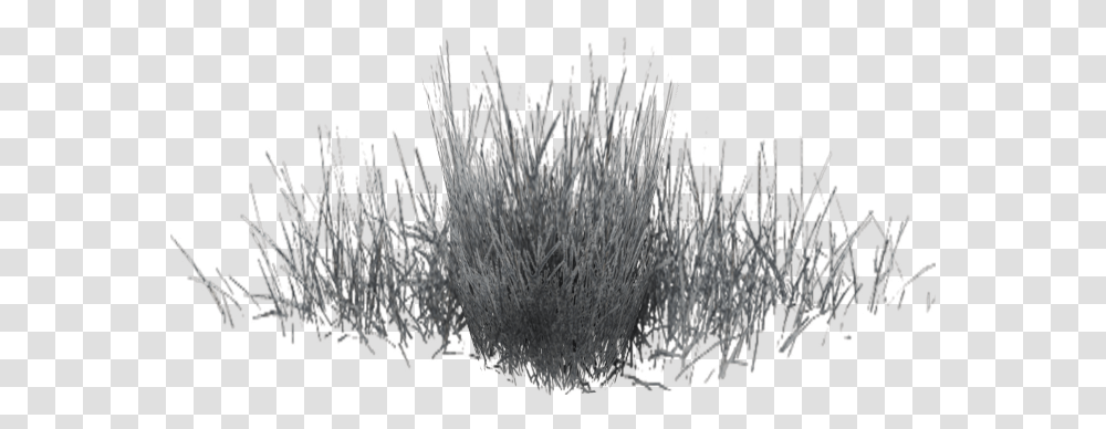 Black White Pattern Black Color Grass, Plant, Flower, Blossom, Pollen Transparent Png